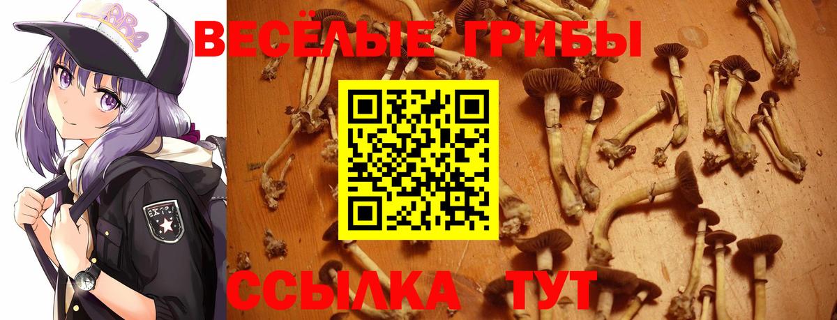 Кунгур  Галлюциногенные грибы Psilocybine cubensis  Вход с VPN  Псилоцибиновые грибы Cubensis 